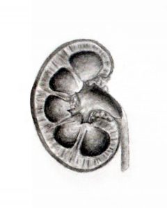 kidneys