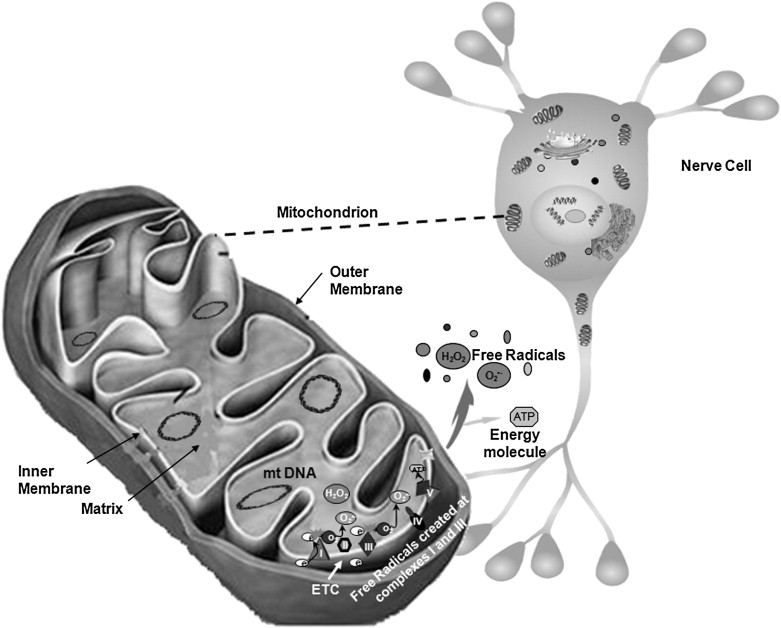 mitochondria-image