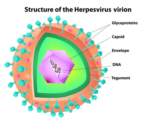 Structure of herpes virus. A portion of the virus has been removed to reveal its inner structure. Vector scheme