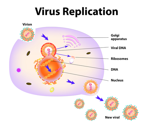 Scheme of virus replication cycle. Vector illustration